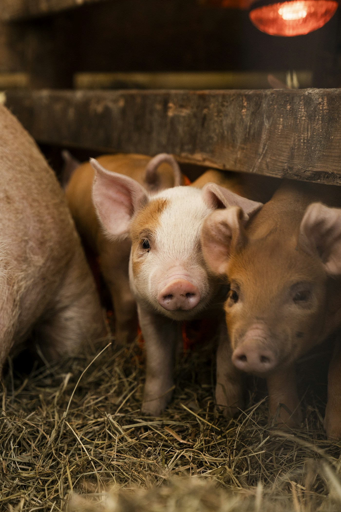 Schweine in einer Stallbucht