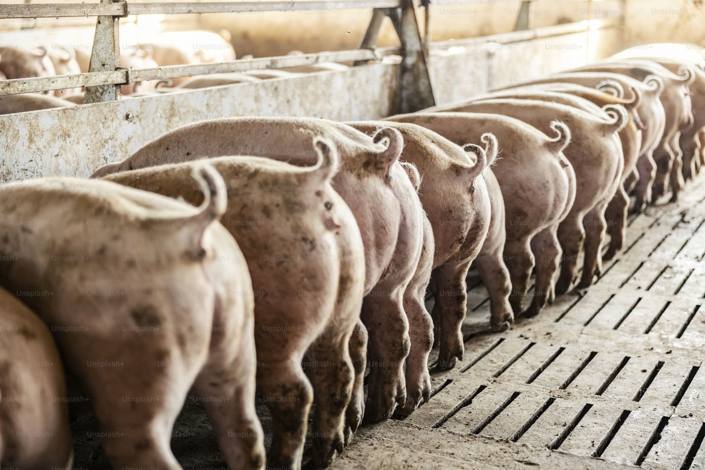 Schweine bei der Fütterung im Maststall